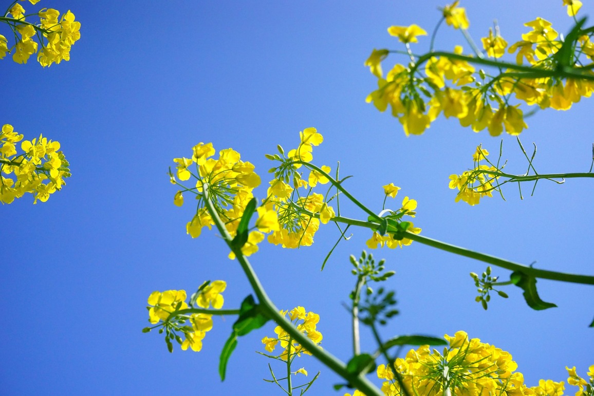 ALUR APUESTA A LA CANOLA Y LANZA SU PLAN A COMIENZOS DEL 2024