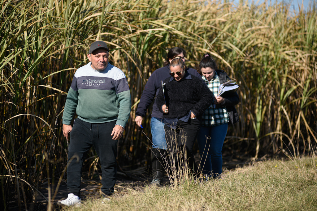 Auditorías en frentes de corte centralizados de caña de azúcar