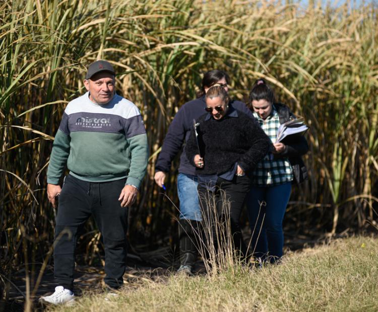 Auditorías en frentes de corte centralizados de caña de azúcar