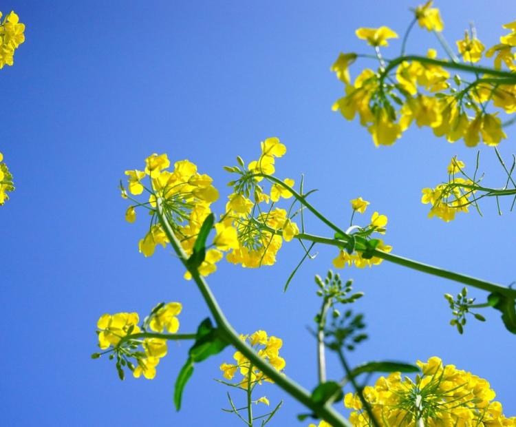 ALUR APUESTA A LA CANOLA Y LANZA SU PLAN A COMIENZOS DEL 2024